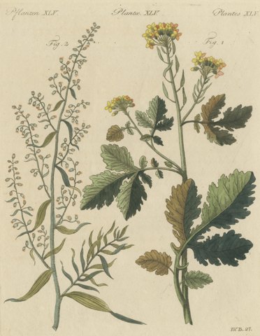 Yellow Crucifer and Slender Flowering Herb, Antique Bertuch Print, circa 1805