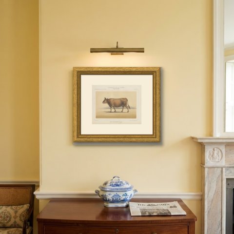 Algerian Cow, North African Cattle Chromolithograph by Olivier de Penne, 1863, shown framed on a wall