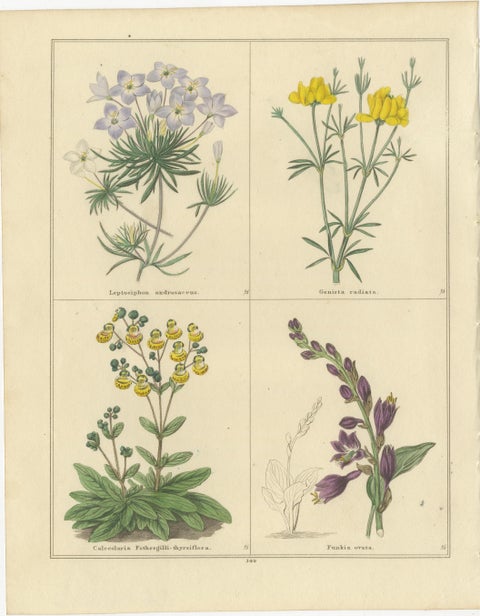 Pair of 1836 Hand-Colored Flower Prints from B. Maund’s Botanic Garden, view 2