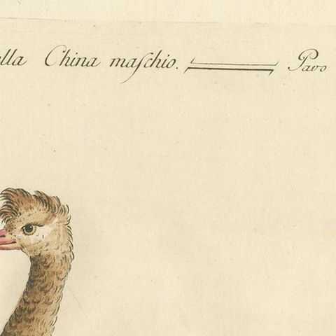 Antique Bird Print of a Peacock by Manetti, 'circa 1770', close-up 1