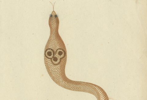 An 18th Century Study of Flycatchers and the Indian Cobra, 1780, close-up 2