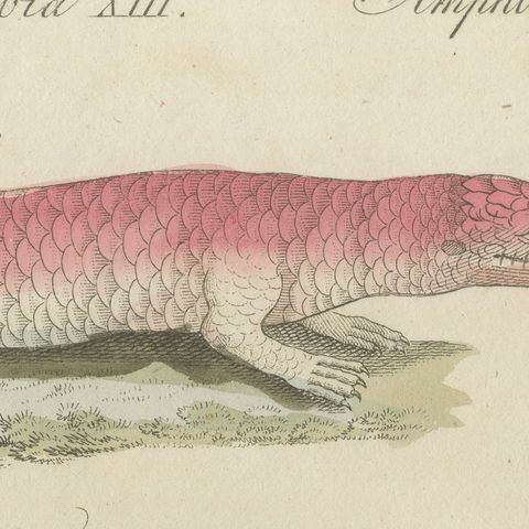 Skink and Grey Lizards, Antique Bertuch Print, Vienna, circa 1805, close-up 6