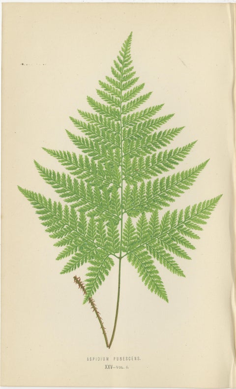Set of 3 Antique Fern Prints - Aspidium Pubescens, Elongatum, Dilatatum (c.1868), view 2