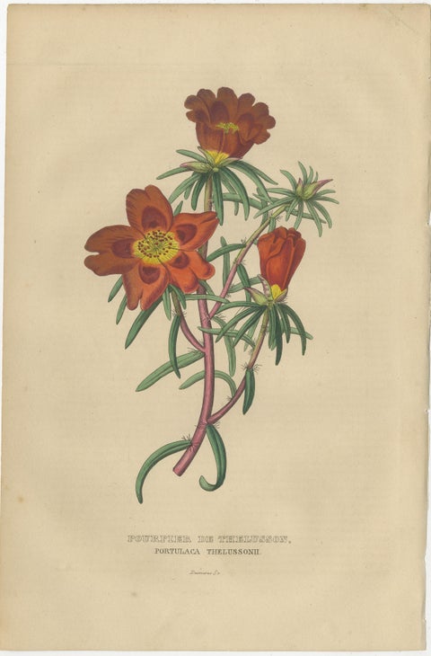 Floral Elegance: A Collection of Hand-Colored Engravings from 1845, view 2