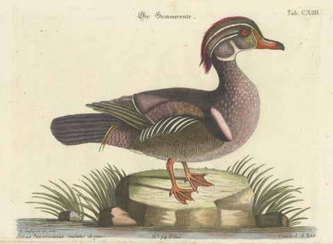Wood Duck, Die Sommerente / Canard d’Été, after Mark Catesby, Seligmann, c.1770, close-up 4