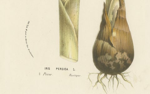 Botanical Illustration of Persian Iris: Iris persica from Iran, c.1855, close-up 3