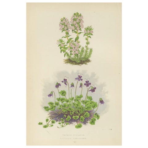 Striped Thyme and Kidneywort Violet, Hand-Coloured Botanical Print, 1874