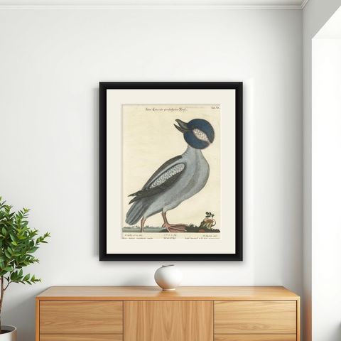 Hand-Colored Engraving of the Little Duck with a Purple Head by Seligmann, c1770, shown framed on a wall