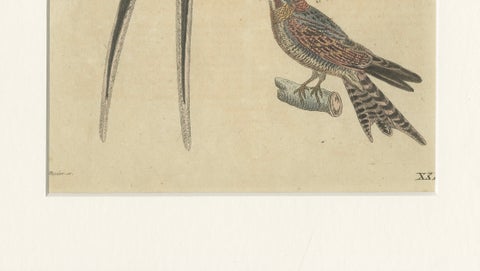 Antique Hand-Colored Bird Engraving, Swallow & Nightjars, Bertuch, c.1800, close-up 1