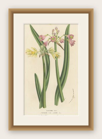 Antique Flower Lithograph of Purple and Yellow Wilcannia Lilies, 1856, shown framed