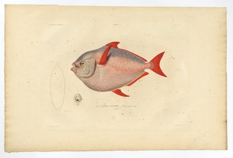 Old Fish Print Named Opah, Cravo, Moonfish, Kingfish or Jerusalem Haddock, 1842, view 2