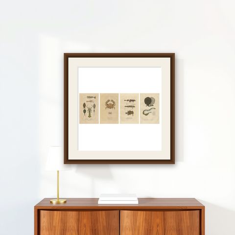 Antiquarian Handcolored Aquatic & Insect Engravings, 1845, shown framed on a wall