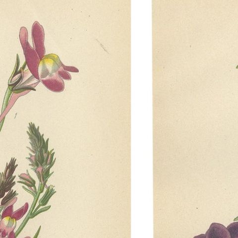 1897 Botanical Prints, Purple Toadflax and Maurandya Barclayana, close-up 1
