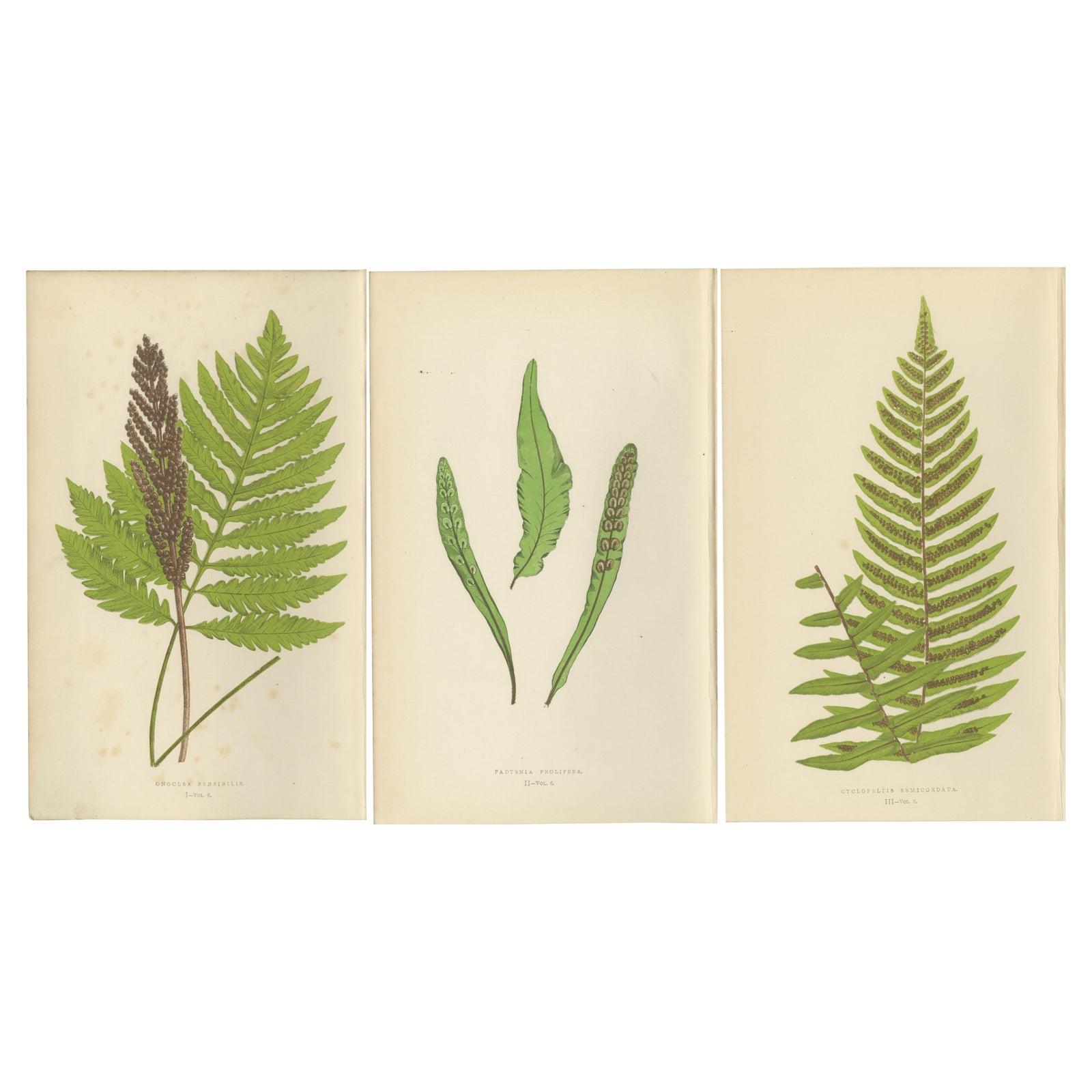 Antique Hand-Colored Fern Prints - Onoclea, Fadyenia, Cyclopeltis - 19th Century