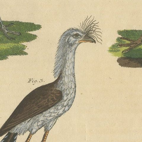 Antique Print of Various Birds Including the Eurasian Curlew, close-up 4