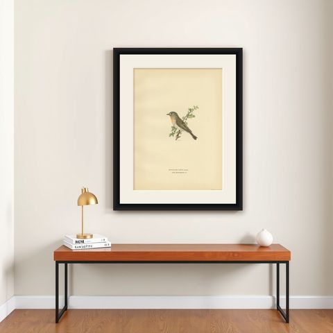 Antique Bird Print of the Red-Breasted Flycatcher by Von Wright, 1927, shown framed on a wall