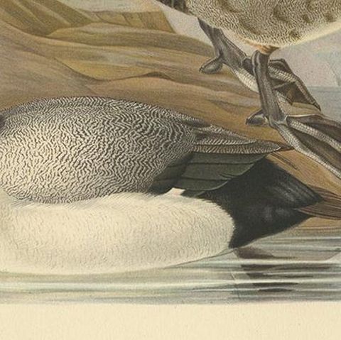Antique Bird Print of the Greater Scaup by Von Wright, 1929, close-up 2