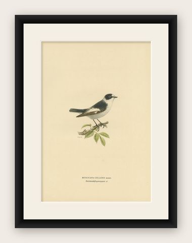Antique Bird Print of the White-Collared Flycatcher by Von Wright, 1927, shown framed