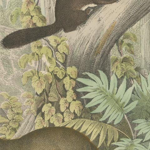 Antique Tiger and Puma Print with Wildcat and Martens, Kolb Mammals, circa 1890, close-up 3
