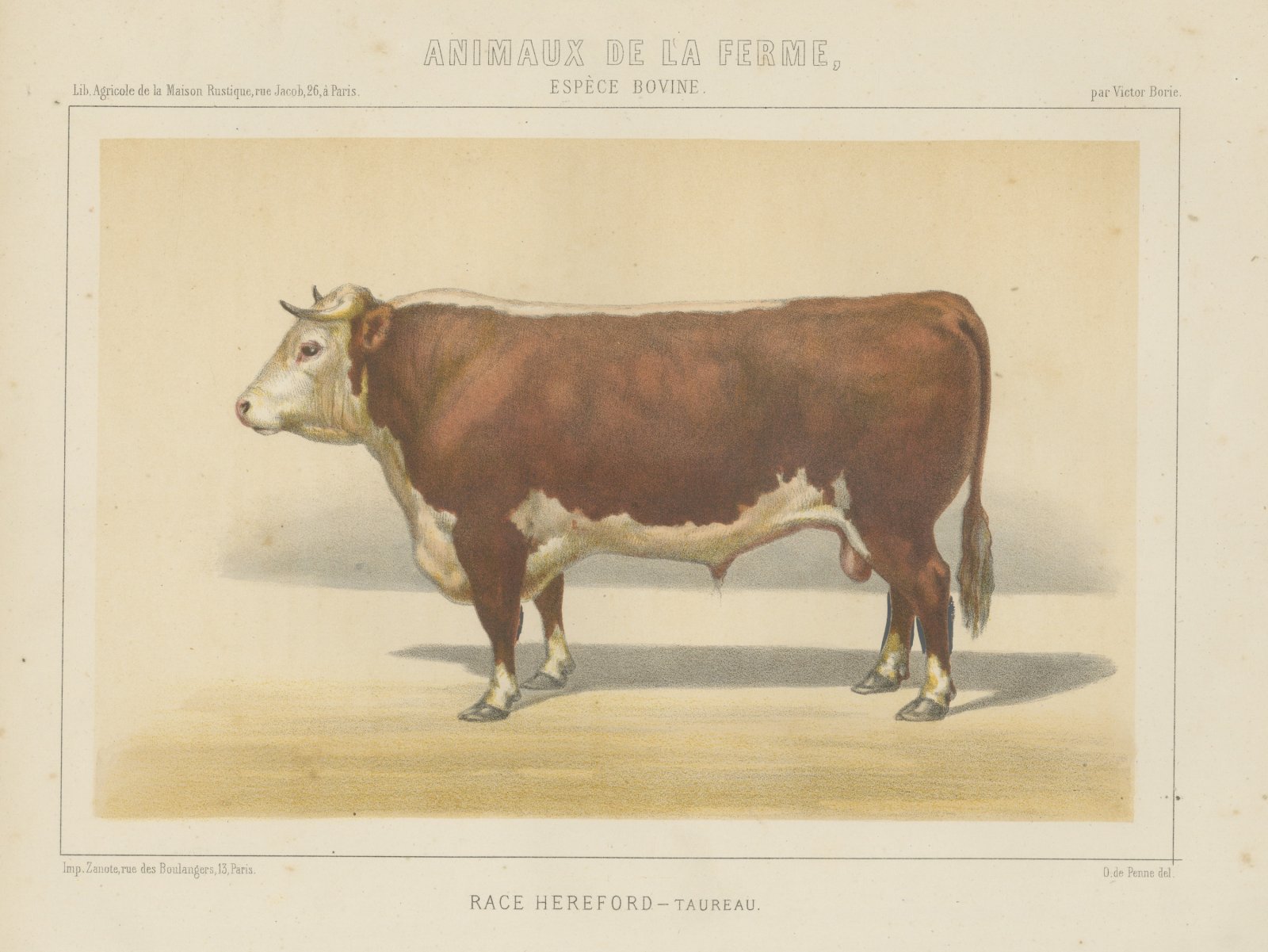 Hereford Bull, British Cattle Chromolithograph from Animaux de la Ferme, 1863
