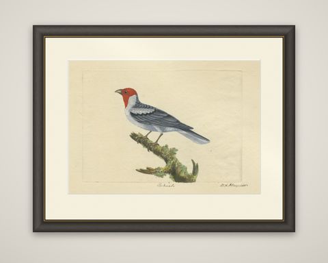 Red-Crested Cardinal - Antique Hand-Colored Print with William Hayes Sign, 1780, shown framed