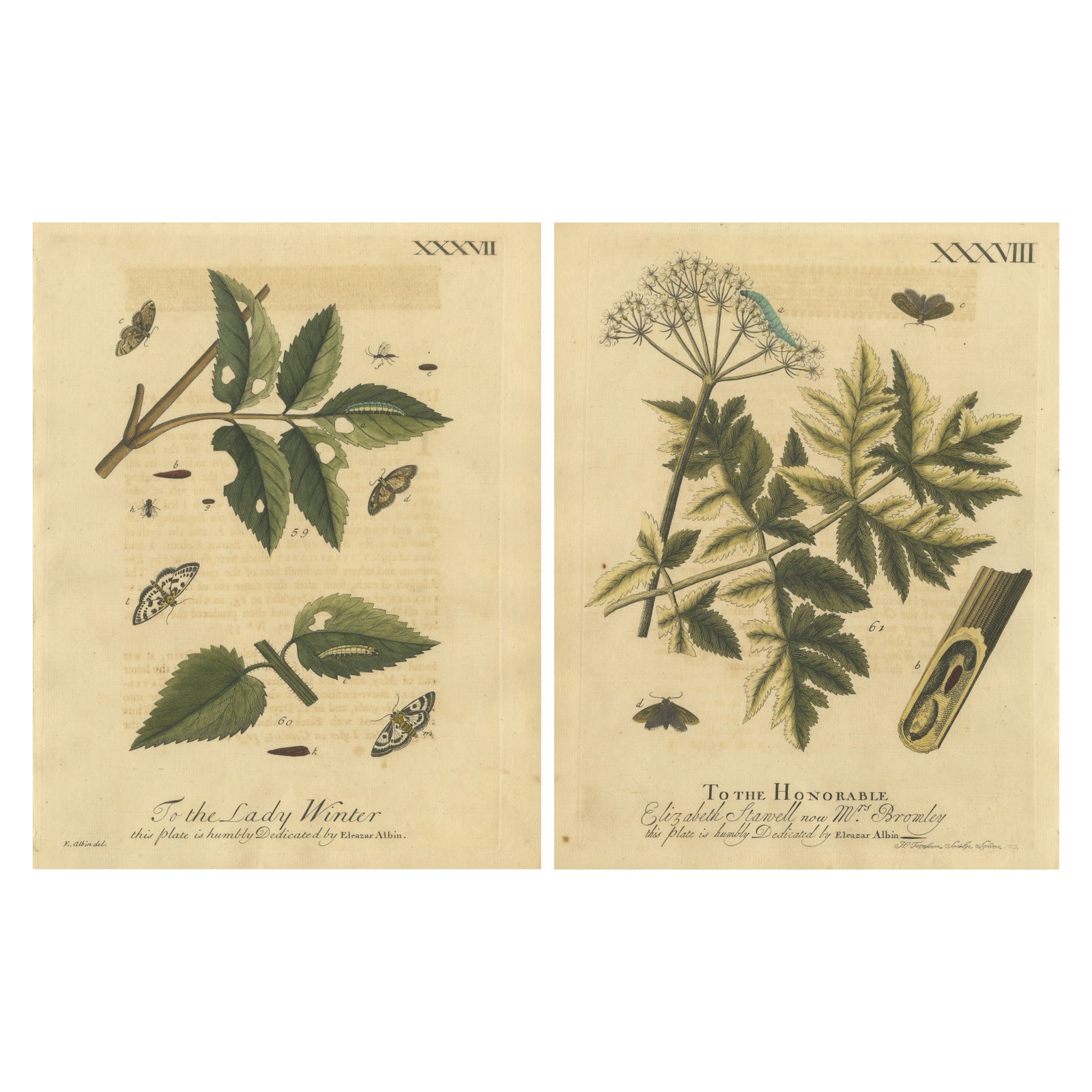 Antique English Moths and Caterpillars on Hedgerow Plants, Albin 1720