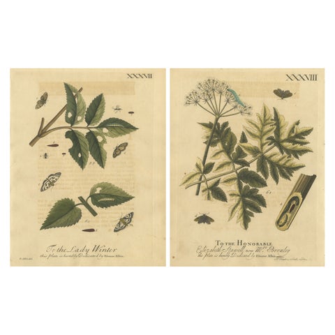 Antique English Moths and Caterpillars on Hedgerow Plants, Albin 1720