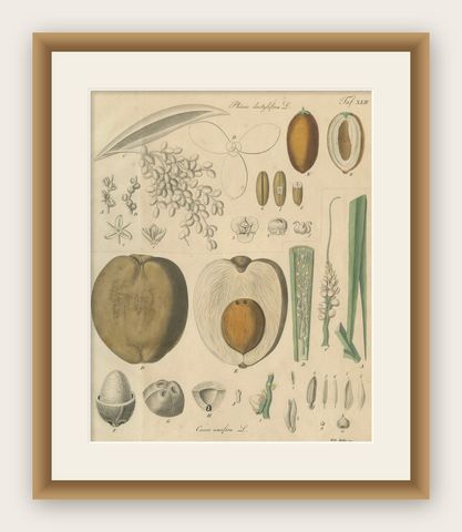 Antique Botanical Print of Coconut Palm, Copper Engraving, c.1831, shown framed