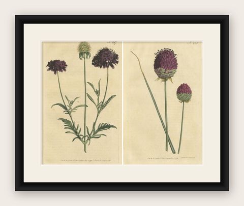Set of 2 Antique Botany Prints - Sweet Scabious - Purple-Headed Garlic, shown framed