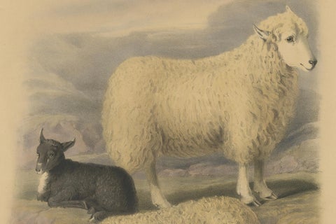 Old Lithograph of Ewe, Ram, and Lamb of the Wicklow Mountains in Ireland - 1842, close-up 3