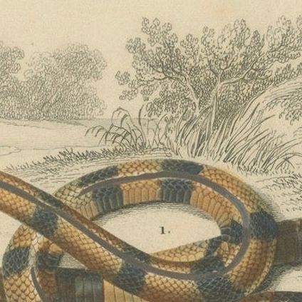Snake Print of Coral Snake and Egyptian Cobra, c.1850, by Orbigny, close-up 5