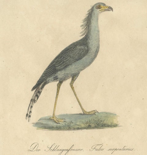 Antique Birds of Prey Lithograph by Karl Joseph Brodtmann, 1816, close-up 2