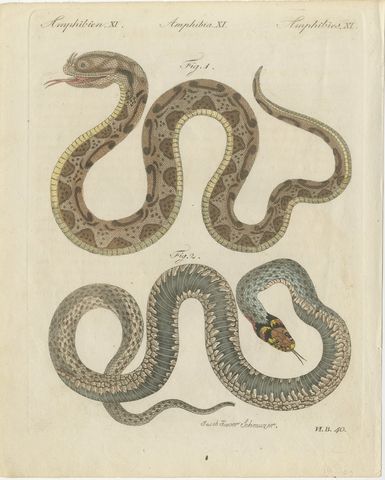 Two Snakes with Bold Head Markings, Antique Bertuch Print, Vienna, circa 1805, view 2