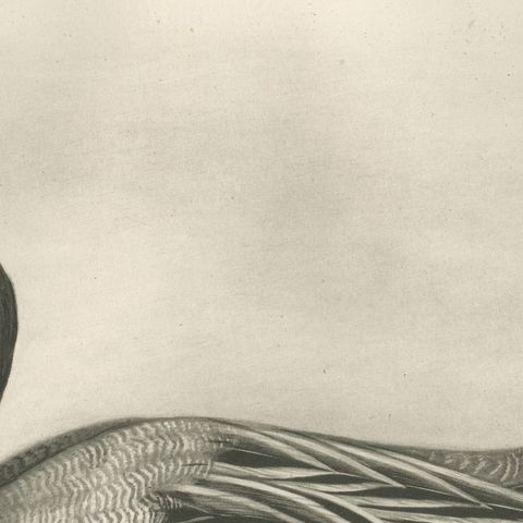 Pintail, Antique Bird Print after Lilian Medland, circa 1909, close-up 2