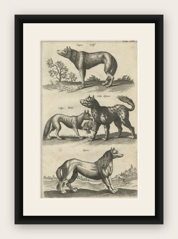 Original Antique Engraving of a Vox, Wolf and Hyenas, 1657, shown framed