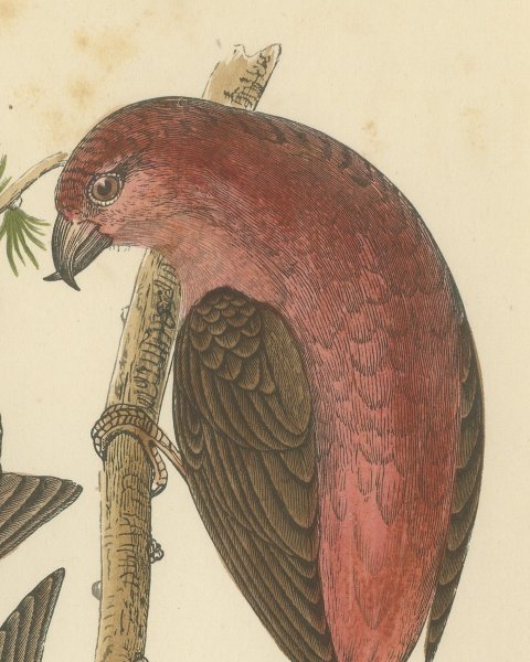 Crossbill Pair on a Larch Branch, Hand Colored Bird Print, Morris, 1896, close-up 1