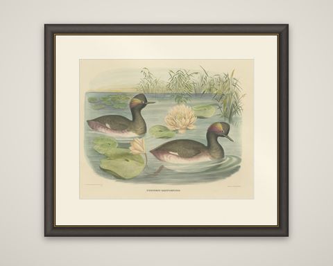 Two Black-Necked Grebes Rare Large Antique Bird Print, 1869, shown framed