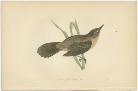 Great Sedge Warbler or Great Reed Warbler Clinging to a Reed, Morris, 1896, view 2