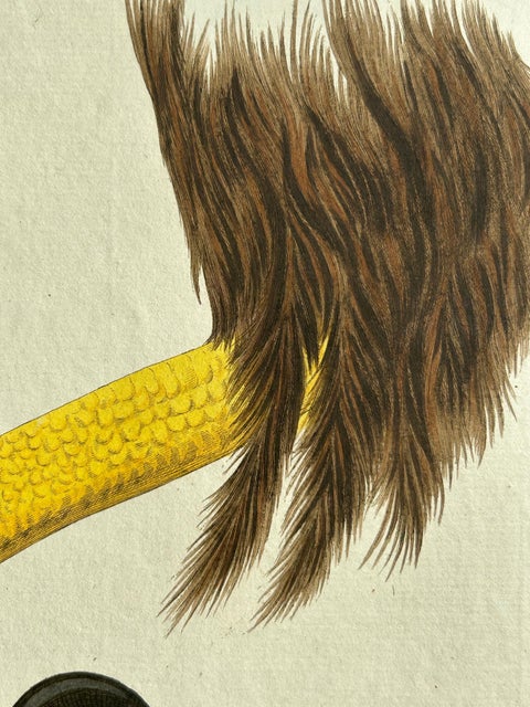 White-Tailed Eagle, Falco leucocephalus hornotinus, Netherlands, 1829, view 8