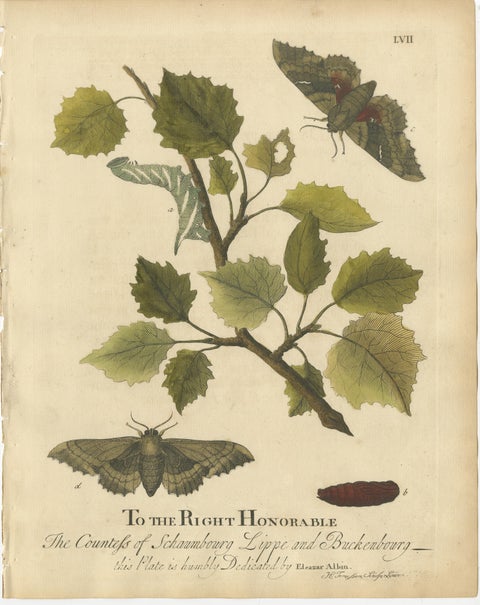 Antique Butterfly and Caterpillar Engravings on Host Plants, Albin 1720, view 3