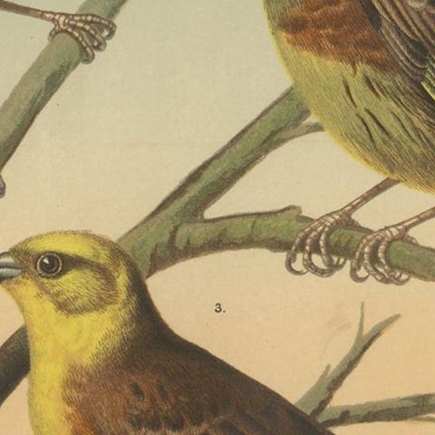 Antique Bird Print of the Black Headed Bunting, Cirl Bunting, Yellow Bunting, close-up 2