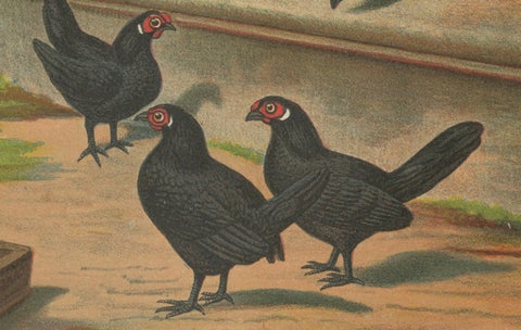 The Elegant Black Bantams - A Rare 19th Century Poultry Lithograph, close-up 2