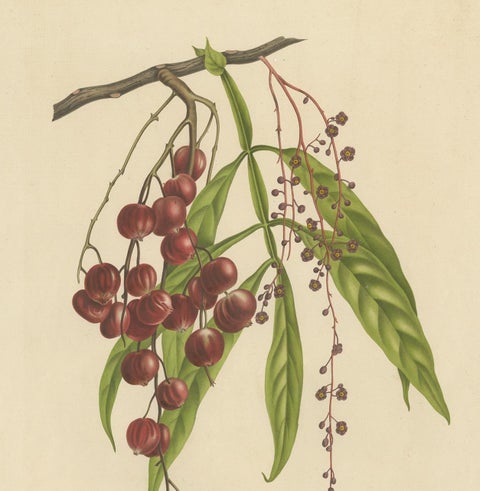 Otophora Alata Antique Lithograph Print, Circa 1875, Botanical Art, view 3
