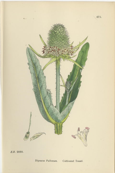 Set of 8 English Botanical Prints 1902, Teasel & Scabious, Sowerby, view 5