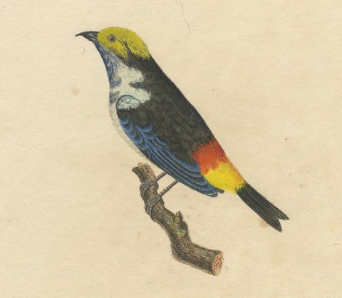 Melodic Hues: The Blue-Grey Tanager of the Tropics, circa 1820, close-up 2