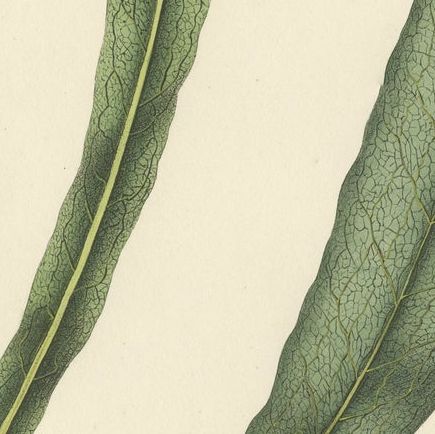 Lushly Handcolored Lithograph of Ferns of Indonesia (Polypodium), 1829, close-up 2