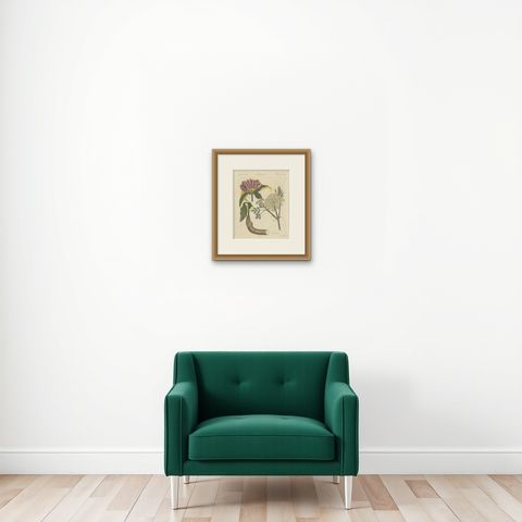 Galbanum and Hungarian Gentian, Antique Bertuch Print, circa 1805, shown framed on a wall