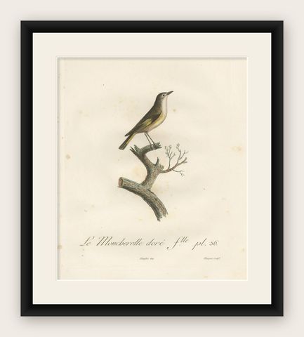 The White Golden Flycatcher - 'Le Moucherolle doré' Antique Ornithological Print, shown framed