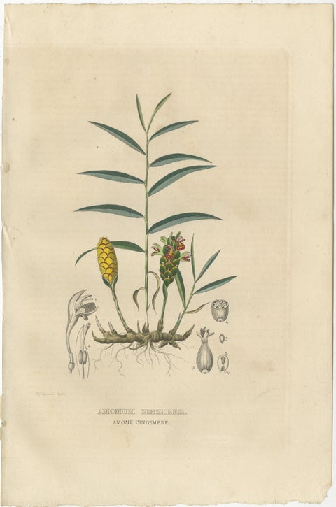Exotic Botanicals Unveiled: The Ginger Plant in Art and Science, 1845, view 2