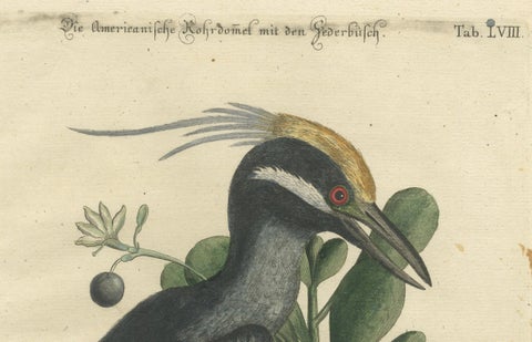 Hand-Colored Engraving of the American Crested Bittern by Seligmann, ca.1770, close-up 1